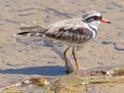 Charadrius melanops (Black-fronted Dotterel).jpg